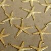 8 pc. Raw Brass Starfish Charms: 19mm by 22mm - made in USA | RB-313