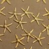 8 pc. Raw Brass Starfish Stampings: 19mm by 20mm - made in USA | RB-324